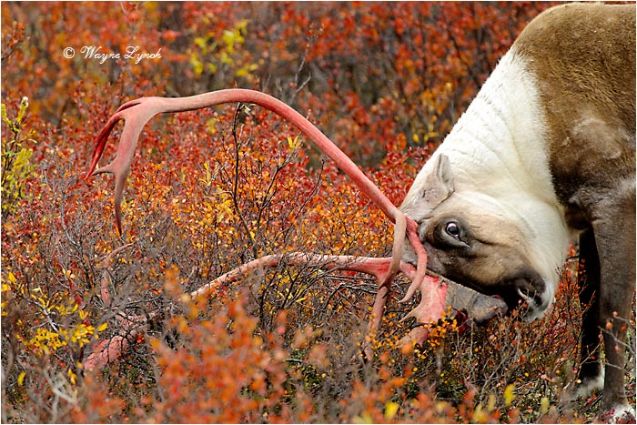 Caribou Bull Shedding Antler Velvet 123 by Dr. Wayne Lynch &copy;